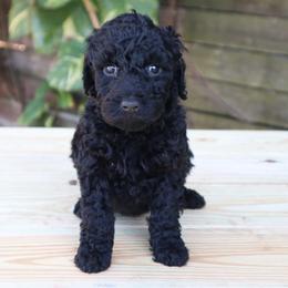 Aria (Pink Collar) - Black female Goldendoodle puppy in Palmetto Bay, Florida from SOMIDOODLES