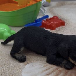 Black and Cream Wirehair Female - Black and cream female Dachshund puppy in Killeen, Texas from Southern Dachshunds