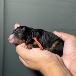 Orange Collar - Tri-color female Bernedoodle puppy in Palmetto Bay, Florida from SOMIDOODLES