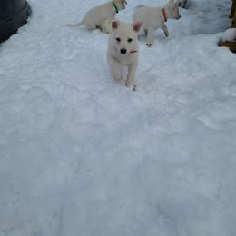 German Shepherd Puppies from Arctic Argonauts
