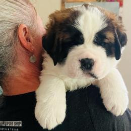 Yellow Collar - Mahogany and white male Saint Bernard puppy in Double Springs, Alabama from St Bernard Kingdom, LLC