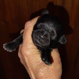 Ollie - Black male Shih Tzu puppy in Palmyra, New York from Karen's Tzus of Palmyra-Macedon