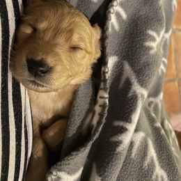 Golden Retriever Puppies from Charlottes Goldens