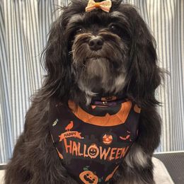 Havanese from Sofila Havanese