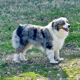 Miniature American Shepherds and Toy Australian Shepherds from Opal Creek Acres