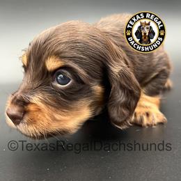 Picasso - Chocolate and tan male Dachshund puppy in Houston, Texas from Texas Regal Dachshunds LLC