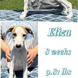 Eliza - White and red brindle female Whippet puppy in Plainfield, Indiana from Rose Acre Whippets