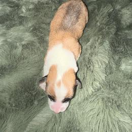 Love - Fawn male Pembroke Welsh Corgi puppy in Derby, Iowa from Newton Hay & Cattle