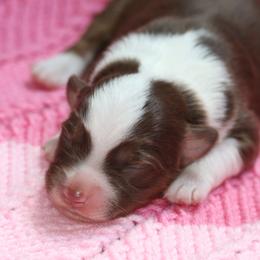 Girl 1 - Red tri-color female Miniature American Shepherd puppy in Tiskilwa, Illinois from First Harmony Farms
