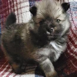 Olive - Blue sable female Pomeranian puppy in Bellevue, Iowa from Fluffy Wonders Poms and Doodles