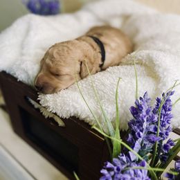 Bernedoodle and Labradoodle Puppies from Royal Doodles