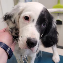 English Setter Puppies from English Setters of the Eyrie