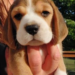 Beagle Puppies from Long Creek Beagles