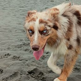 Bobby - Australian Shepherd