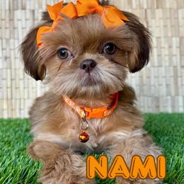 Nami - Red and tan female Shih Tzu puppy in San Tan Valley, Arizona from My Puppy Tzu