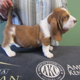 Renae - Mahogany and white female Basset Hound puppy in Francesville, Indiana from Sandyhill Basset Hounds