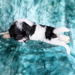 Leeloo - Black and white female Cavapoo puppy in Knoxville, Tennessee from Rocky Top Cavapoos