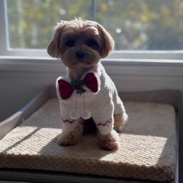 Maltese and Maltipoo Puppies from PrissyPawz