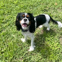 Cavalier King Charles Spaniels from Crowned by the Coast Cavaliers NWFL
