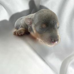 Silvio - Blue and gold male Yorkshire Terrier puppy in Pomona, California from Lunio's Yorkies