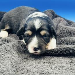 Tri boy 2 - Black and tan male Pembroke Welsh Corgi puppy in Hale, Michigan from All Hale Corgis