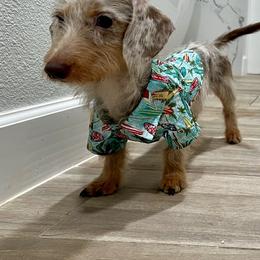 Bart - Dachshund