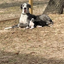 Great Danes from Thistlewood Danes