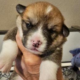 Gravy - White and red male Pembroke Welsh Corgi puppy in Williams, California from Half Hitch Corgis