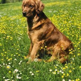 Lacey - Golden Retriever