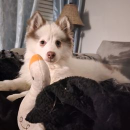 Pomsky puppies from Whitmore Wolfpack LLC