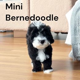 Cricket - Tri-color male Bernedoodle puppy in Mesa, Arizona from Desert Sheepies and Doodles