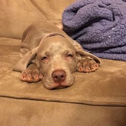 Weimaraner Puppies from North Georgia Weims