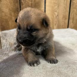 Yellow HC - Bi-color female German Shepherd puppy in Terra Alta, West Virginia from Shepherd Country Farm and Kennels