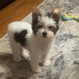 Evie - Yorkshire Terrier