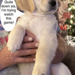 Golden Retriever Puppies from Ginn’s Golden Retrievers