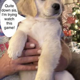 Golden Retriever Puppies from Ginn’s Golden Retrievers