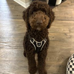 Goldendoodle and Poodle Puppies from Florida Coast Golden Doodles