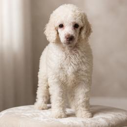 Violet - White female Poodle puppy in Spring Hill, Florida from Lecanto Puppy