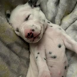 Ruby - White and black female Dalmatian puppy in Hastings, Florida from Love My Spotty Dalmatians