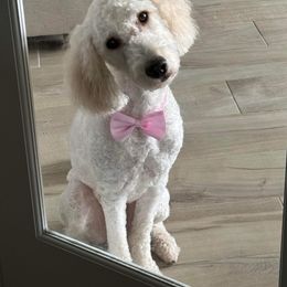 Ember - Goldendoodle