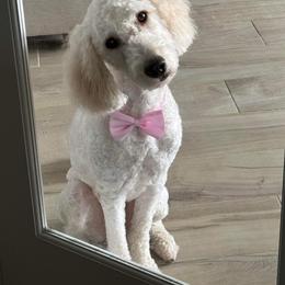 Ember - Goldendoodle