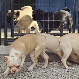 Purple  Collar Girl - Seal and white female Boston Terrier puppy in Long Lane, Missouri from Tellier's AKC Boston Terriers Missouri