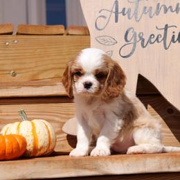 Pippin - Blenheim Cavalier King Charles Spaniel puppy in Mt. Ulla, North Carolina from Divine Cavaliers