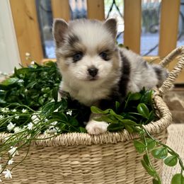 Timber - Merle male Pomsky puppy in Cave Creek, Arizona from Arizona Luxury Pomskies