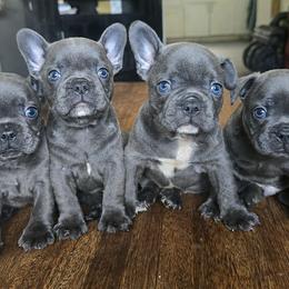 French Bulldog puppies from Puppyville Pa Shih Tzu & frenchies