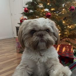 Snickers - Shih Tzu
