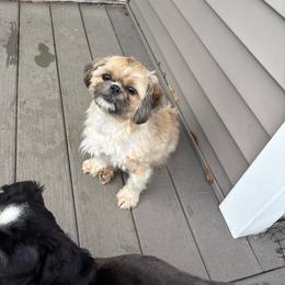 Thelma - Shih Tzu