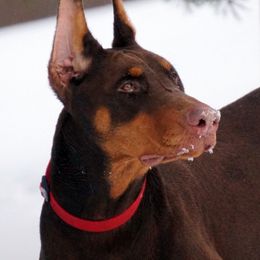 Doberman Pinscher Puppies from Laurel Vail