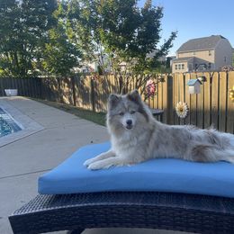 Pomsky Puppies from Pomskies 4 Dayz