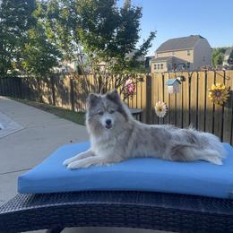 Pomsky Puppies from Pomskies 4 Dayz